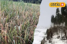 Cyclone Montha Effect: ঘূর্ণিঝড় মন্থার ঝাপটা মেদিনীপুরে, কতটা সমস্যায় চাষিরা! চাষের ক্ষতির ক্ষতিপূরণ কীভাবে মিলবে জানুন