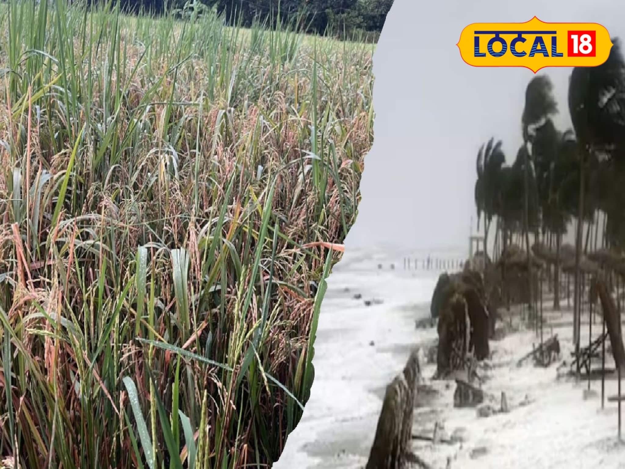 Cyclone Montha Effect: ঘূর্ণিঝড় মন্থার ঝাপটা মেদিনীপুরে, কতটা সমস্যায় চাষিরা! চাষের ক্ষতির ক্ষতিপূরণ কীভাবে মিলবে জানুন Cyclone Montha Effect: ঘূর্ণিঝড় মন্থার ঝাপটা মেদিনীপুরে, কতটা সমস্যায় চাষিরা! চাষের ক্ষতির ক্ষতিপূরণ কীভাবে মিলবে জানুন