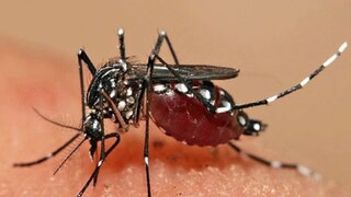 নাবালিকার এই মৃত্যু নতুন করে উদ্বেগ বাড়াচ্ছে বিধাননগর সহ সংলগ্ন এলাকায়। ডেথ সার্টিফিকেটেও ডেঙ্গির কথা উল্লেখ রয়েছে। এলাকায় ছড়িয়েছে আতঙ্ক। খতিয়ে দেখা হচ্ছে এলাকার চারপাশ। এলাকায় জল জমতে না দেওয়ার পরামর্শ দেওয়া হয়েছে, হঠাৎ করে জ্বর, মাথাব্যথা শরীরের রেস দেখা দিলে চিকিৎসকের পরামর্শ নিতে বলা হচ্ছে। নাবালিকার এই মৃত্যু নতুন করে উদ্বেগ বাড়াচ্ছে বিধাননগর সহ সংলগ্ন এলাকায়। ডেথ সার্টিফিকেটেও ডেঙ্গির কথা উল্লেখ রয়েছে। এলাকায় ছড়িয়েছে আতঙ্ক। খতিয়ে দেখা হচ্ছে এলাকার চারপাশ। এলাকায় জল জমতে না দেওয়ার পরামর্শ দেওয়া হয়েছে, হঠাৎ করে জ্বর, মাথাব্যথা শরীরের রেস দেখা দিলে চিকিৎসকের পরামর্শ নিতে বলা হচ্ছে।