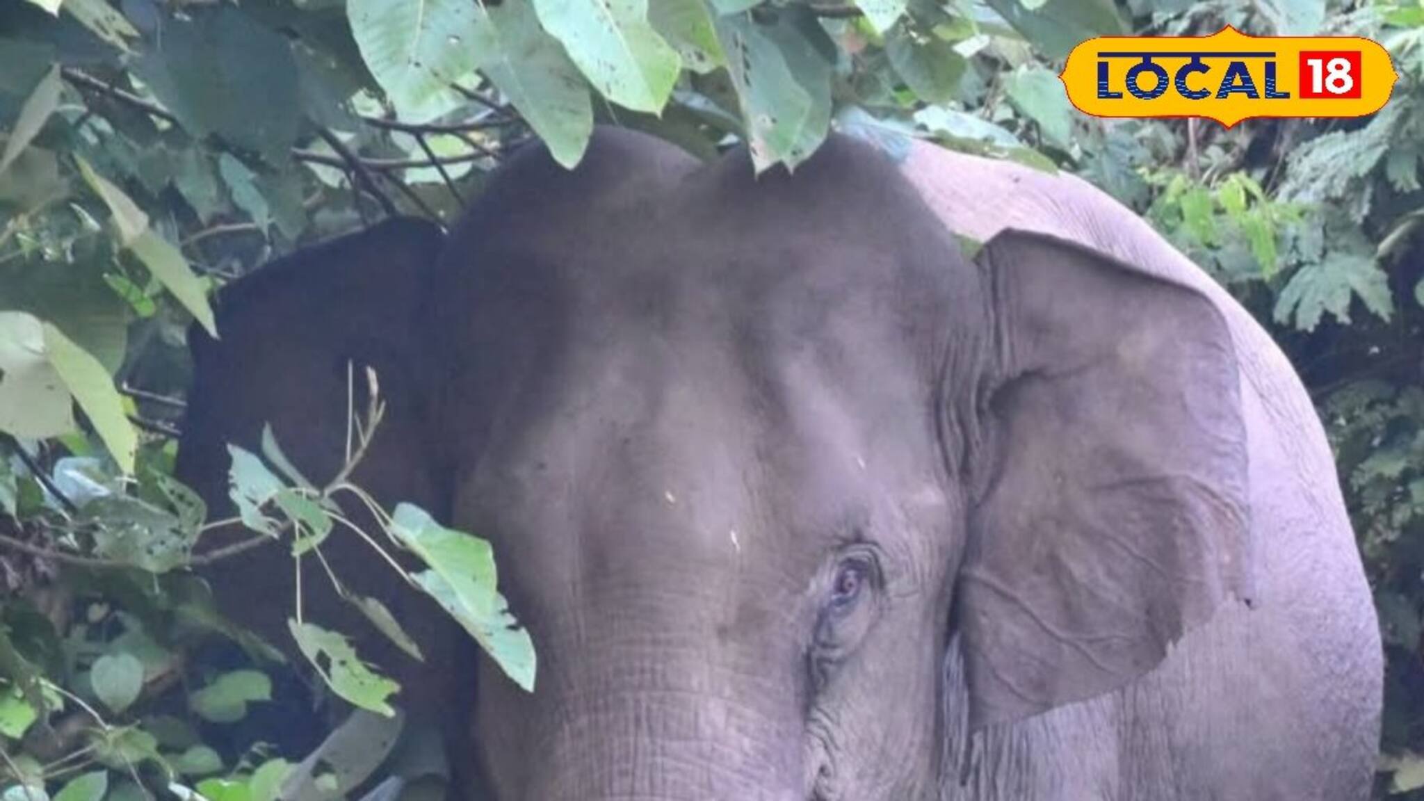 অপেক্ষা করছিলেন প্রসাদের, মণ্ডপ থেকেই টেনে নিয়ে গেল বুনো হাতি! পরে কী হল জেনে শিউড়ে উঠবেন
