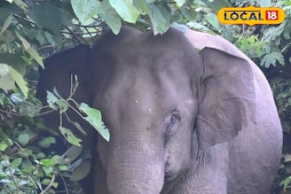 অপেক্ষা করছিলেন প্রসাদের, মণ্ডপ থেকেই টেনে নিয়ে গেল বুনো হাতি! পরে কী হল জেনে শিউড়ে উঠবেন
