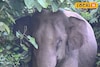 অপেক্ষা করছিলেন প্রসাদের, মণ্ডপ থেকেই টেনে নিয়ে গেল বুনো হাতি! পরে কী হল জেনে শিউড়ে উঠবেন