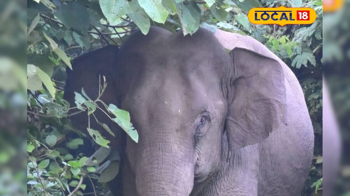 আরতি দেখে অপেক্ষা করছিলেন প্রসাদের! মণ্ডপ থেকেই টেনে নিয়ে গেল হাতি, পরে রাস্তার পাশে উদ্ধার! জানলে শিউড়ে উঠবেন আরতি দেখে অপেক্ষা করছিলেন প্রসাদের! মণ্ডপ থেকেই টেনে নিয়ে গেল হাতি, পরে রাস্তার পাশে উদ্ধার! জানলে শিউড়ে উঠবেন