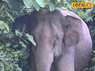 অপেক্ষা করছিলেন প্রসাদের, মণ্ডপ থেকেই টেনে নিয়ে গেল বুনো হাতি! পরে কী হল জেনে শিউড়ে উঠবেন