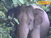 অপেক্ষা করছিলেন প্রসাদের, মণ্ডপ থেকেই টেনে নিয়ে গেল বুনো হাতি! পরে কী হল জেনে শিউড়ে উঠবেন