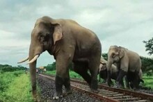রেললাইনের পাশে ব্যারিকেড! বন্যপ্রাণী চলাচলের স্বাভাবিক পথ আটকে দিয়েছে, অভিযোগ বন দফতরের! 
