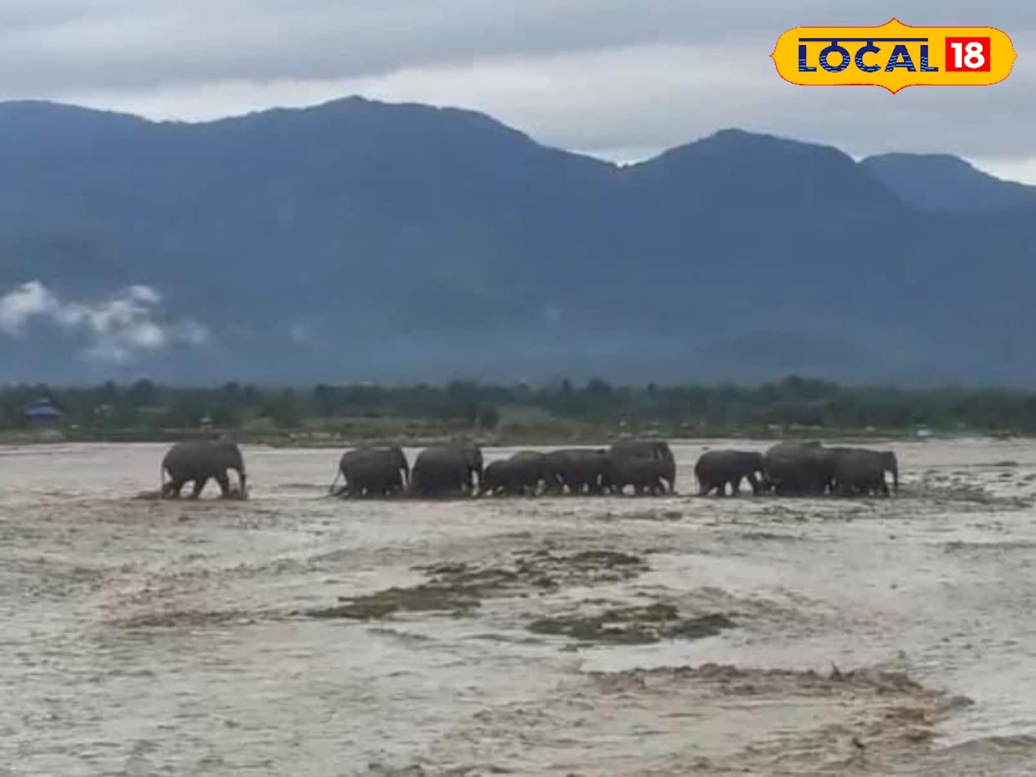 Elephant Rescue: উত্তরবঙ্গে বিপর্যয়ের মাঝেই মন ভাল করা মুহূর্ত! ৪ ঘণ্টার টান টান লড়াই নতুন জীবন দিল হস্তিশাবককে, দেখুন ভিডিও