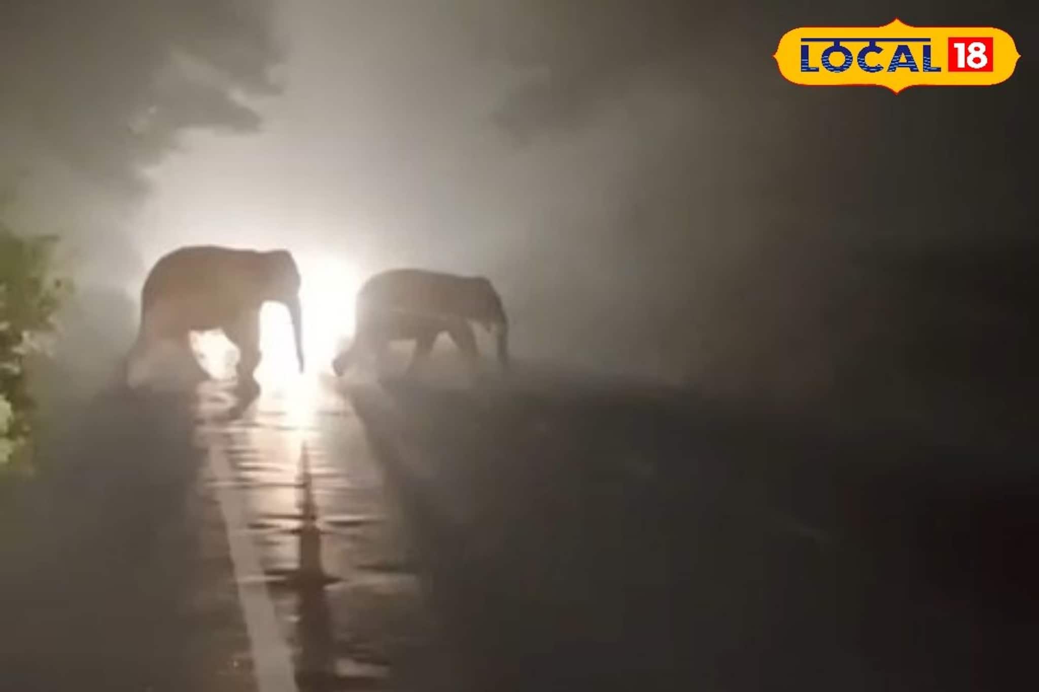 Elephant Road Crossing : বহুদিন বাদে আবার সেই দৃশ্য! গভীর রাতে থমকে গেল পরপর সব গাড়ি! যা দেখা গেল, বিশ্বাস হবে না