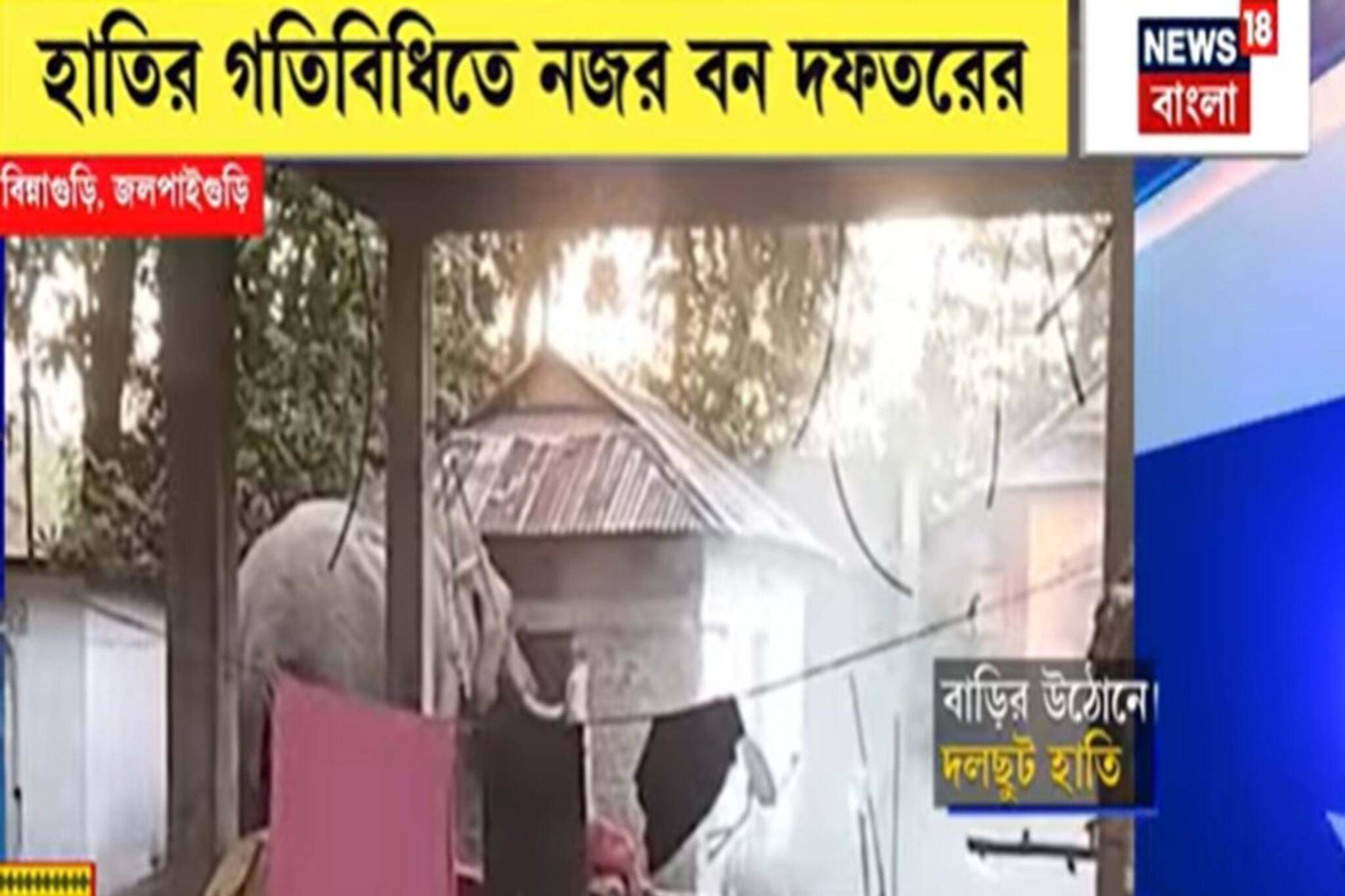 খাবারের খোঁজে উঠোনে দলছুট দাঁতাল! হুলস্থুল কাণ্ড বানারহাটের বিন্নাগুড়িতে