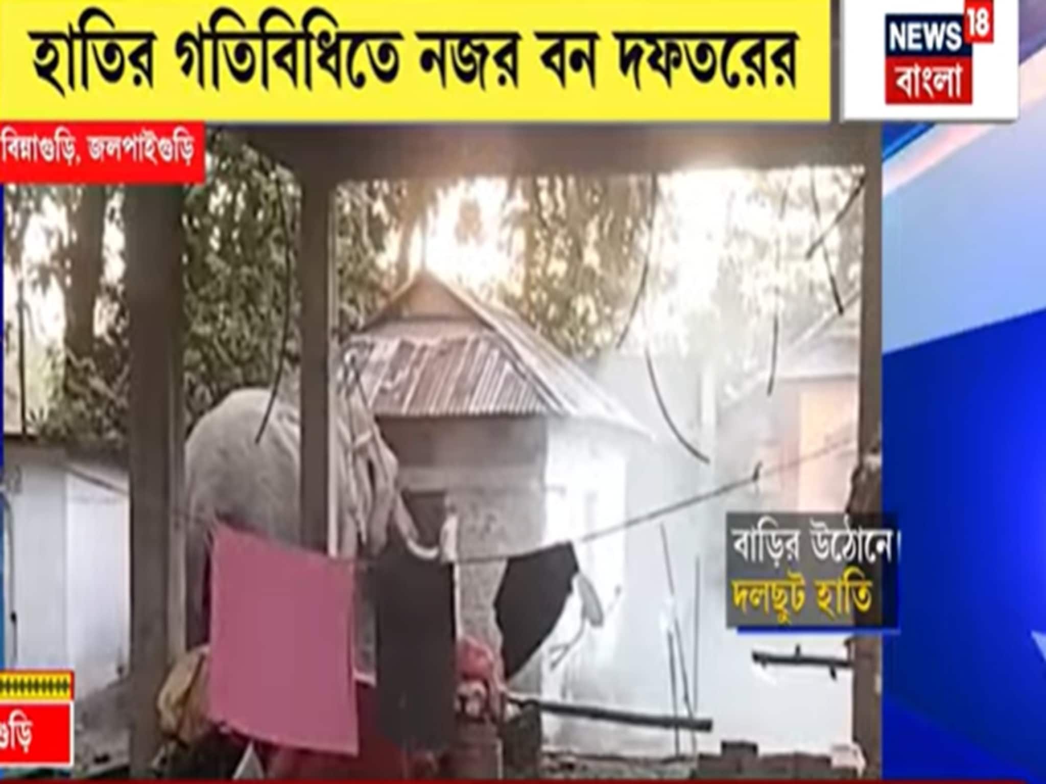 খাবারের খোঁজে উঠোনে দলছুট দাঁতাল! হুলস্থুল কাণ্ড বানারহাটের বিন্নাগুড়িতে