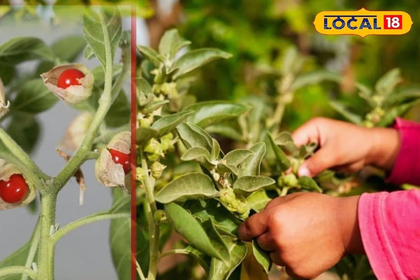 খরচের ১০ গুণ লাভ : অর্থাৎ এক একর অশ্বগন্ধা চাষ থেকে একজন কৃষক ১.২৫ লক্ষ টাকা পর্যন্ত লাভ করতে পারেন, যা খরচের প্রায় ১০ গুণ। এই কারণেই জেলার কৃষকরা অশ্বগন্ধা চাষের দিকে ঝুঁকছেন। বিশেষজ্ঞরা মনে করেন যে আগামী বছরগুলিতে অশ্বগন্ধা চাষের কারণে সাগর জেলা ঔষধি কৃষির একটি প্রধান কেন্দ্র হয়ে উঠতে পারে।