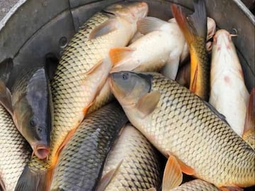 মাছ ভালবাসেন? তাহলে এই মাছটা থেকে দূরে থাকুন! খেলেই শেষ হতে পারে গল্প! মাছ ভালবাসেন? তাহলে এই মাছটা থেকে দূরে থাকুন! খেলেই শেষ হতে পারে গল্প!