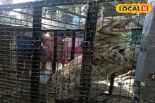 Fishing Cat : বাঘের মতো দেখতে, পাতা ফাঁদে পা দিয়ে এখন রাগে গজগজ করছে! রোজ রাতে চুপিসারে হানা দিয়ে সাবাড় করছিল মুরগি