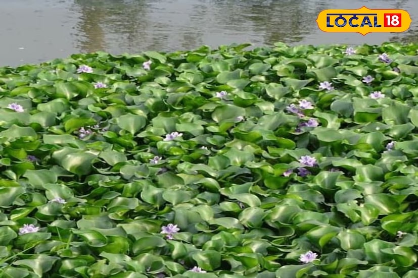হ্যাঁ, আমরা বলছি কচুরিপানার ফুলের (Water Hyacinth) কথা— যার এক নাম ‘বাংলার আতঙ্ক’।