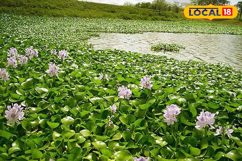 এছাড়া এটি জলের মান নষ্ট করে ও দূষণ বাড়ায়, ফলে গোটা ইকোসিস্টেমের ভারসাম্য বিঘ্নিত হয়।মূলত পশ্চিমবঙ্গেই এই উদ্ভিদের উৎপত্তি, এবং তার অতিবিস্তারশীল স্বভাবের কারণেই নাম পেয়েছে — ‘The Terror of Bengal’ বা ‘বাংলার আতঙ্ক’।