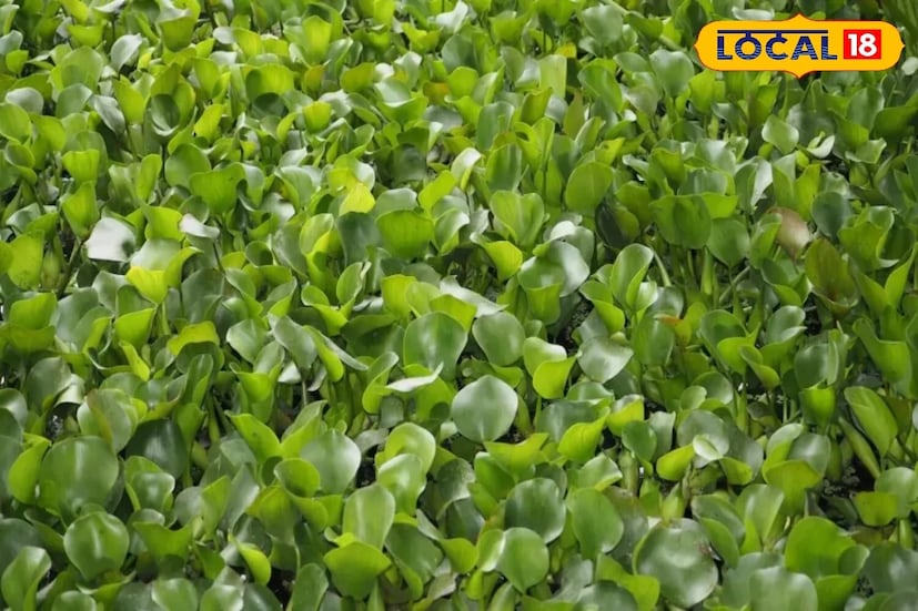 এরা জলাশয়ের উপরিভাগ ঢেকে ফেলে, অক্সিজেন কমিয়ে দেয়, ফলে মাছ, শামুক, ব্যাঙ—সবাই বিপন্ন হয়ে পড়ে।