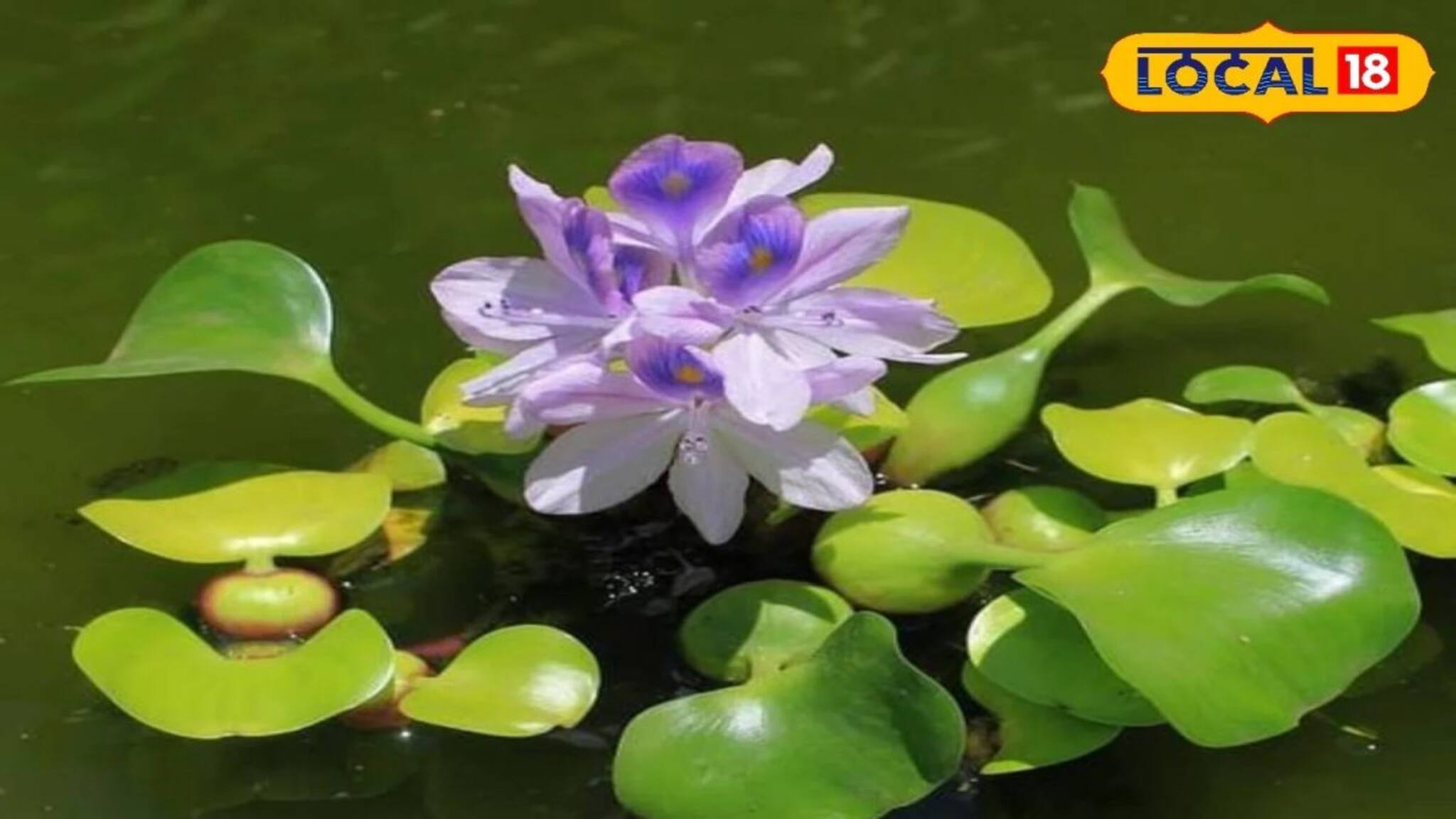 সব রোগের 'ওষুধ' আছে এই ফুলেই! অথচ নাম তার 'বাংলার আতঙ্ক'...! কেন জানেন?