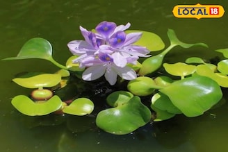 যে ফুলে লুকিয়ে আছে আশ্চর্য নিরাময়ের গুণ, অথচ নাম তার ‘বাংলার আতঙ্ক’! কেন জানেন?