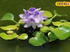 যে ফুলে লুকিয়ে আছে আশ্চর্য নিরাময়ের গুণ, অথচ নাম তার ‘বাংলার আতঙ্ক’! কেন জানেন?