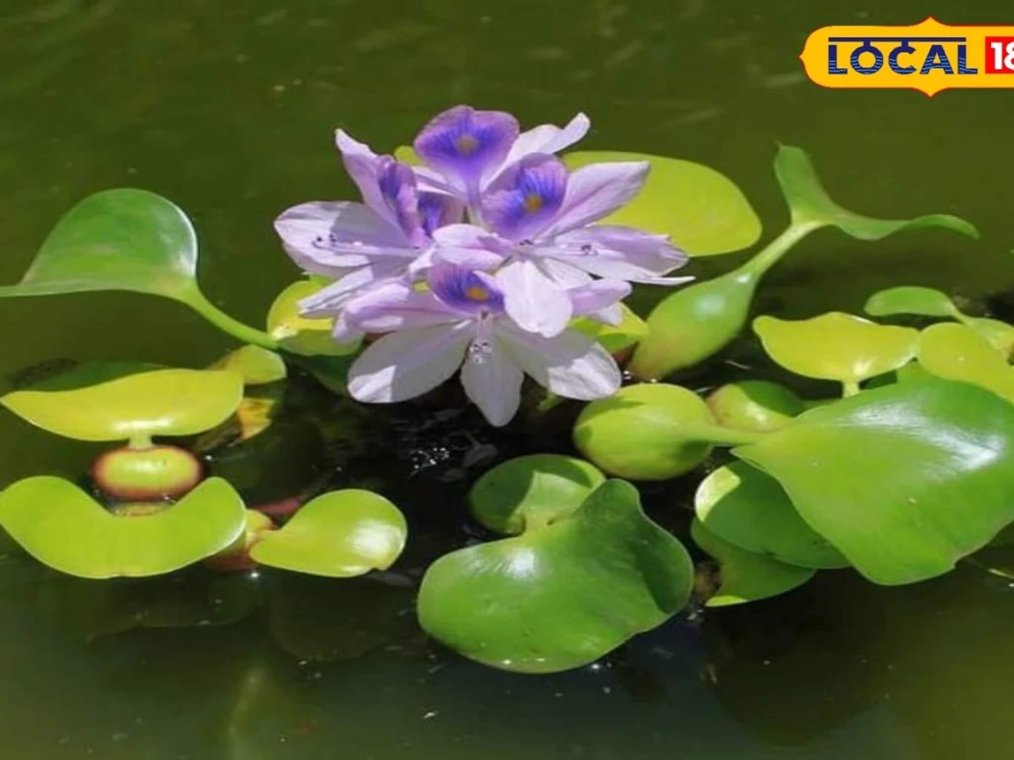 সব রোগের 'ওষুধ' আছে এই ফুলেই! অথচ নাম তার 'বাংলার আতঙ্ক'...! কেন জানেন?