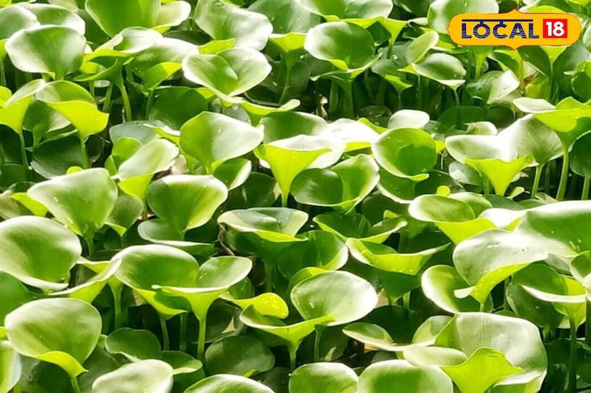 বিশেষজ্ঞদের মতে, কচুরিপানা  সেবন উচ্চ রক্তচাপ, বাত, ব্রঙ্কাইটিস, মূত্রসংক্রান্ত সমস্যা, দাঁতের ব্যথা ও স্কার্ভি নিয়ন্ত্রণে সাহায্য করে।এর মধ্যে থাকা পটাশিয়াম রক্তচাপ নিয়ন্ত্রণে, হৃদযন্ত্রের স্থিতি বজায় রাখতে ও রক্তনালির সুস্থতায় সাহায্য করে।