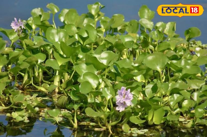পুকুর-নদীতে সহজে জন্মানো এই উদ্ভিদ প্রকৃতির জন্য মারাত্মক ক্ষতিকর। গবেষণায় দেখা গিয়েছে, যেসব জলাশয়ে জলকচু জন্মায়, সেখানে জলজ প্রাণীর বেঁচে থাকার সম্ভাবনা বিপজ্জনকভাবে কমে যায়।