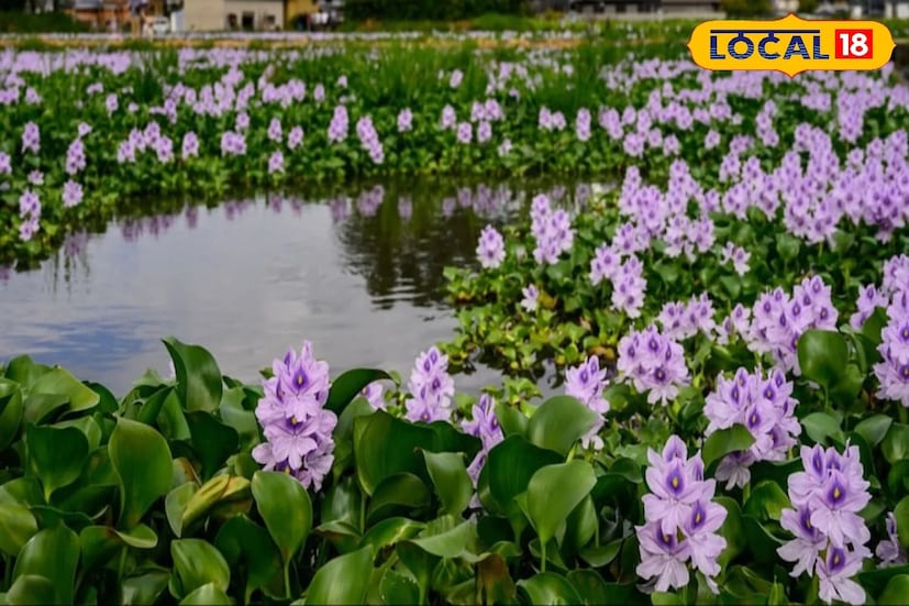 সব ভয়াবহ দিকের পরেও কচুরিপানার শরীরে লুকিয়ে আছে আশ্চর্য নিরাময়ের ক্ষমতা।আয়ুর্বেদে বহু আগে থেকেই একে চিকিৎসাগুণসম্পন্ন উদ্ভিদ হিসেবে চিহ্নিত করা হয়েছে। এর পাতায় রয়েছে অ্যান্টি-ফাঙ্গাল ও অ্যান্টি-ব্যাকটেরিয়াল গুণ, যা ত্বক ও শরীরের নানা সংক্রমণ প্রতিরোধে সাহায্য করে। এছাড়া এই গাছ অ্যান্টিঅক্সিডেন্ট, অ্যান্টি-এজিং এবং অ্যান্টি-ক্যানসার উপাদানে সমৃদ্ধ, যা মানবদেহে নানা উপকারে আসে। গবেষণায় দেখা গিয়েছে, এতে কাজু ও বাদামের থেকেও বেশি পুষ্টিগুণ রয়েছে।