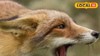 শিয়ালের আতঙ্ক (প্রতীকী ছবি)