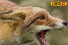 শিয়ালের তাণ্ডব মুর্শিদাবাদের গ্রামে! রাতের ঘুম উড়েছে বাসিন্দাদের, আহতের সংখ্যা ১৩