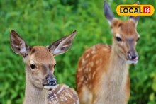 ভেসে যাওয়া হরিণকে বাঁচাতে ভয়াল স্রোতে ঝাঁপ একদল যুবকের! তারপর...