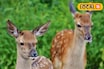 ভেসে যাওয়া হরিণকে বাঁচাতে ভয়াল স্রোতে ঝাঁপ একদল যুবকের! তারপর...