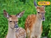 ভেসে যাওয়া হরিণকে বাঁচাতে ভয়াল স্রোতে ঝাঁপ একদল যুবকের! তারপর...