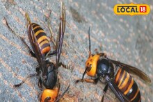 Hornets Bite : বাড়ি থেকে বেরিয়েছিলেন হাসিমুখে, ঝাঁকে ঝাঁকে ঘিরে ধরল ভিমরুল! আর ঘরে ফেরার সুযোগ পেলেন না প্রৌঢ়