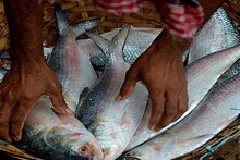 Ilish Price: সুখবর...! কালীপুজোর আগেই বাজারে উপচে পড়বে টন টন ইলিশ! মিলবে একেবারে জলের দামে...