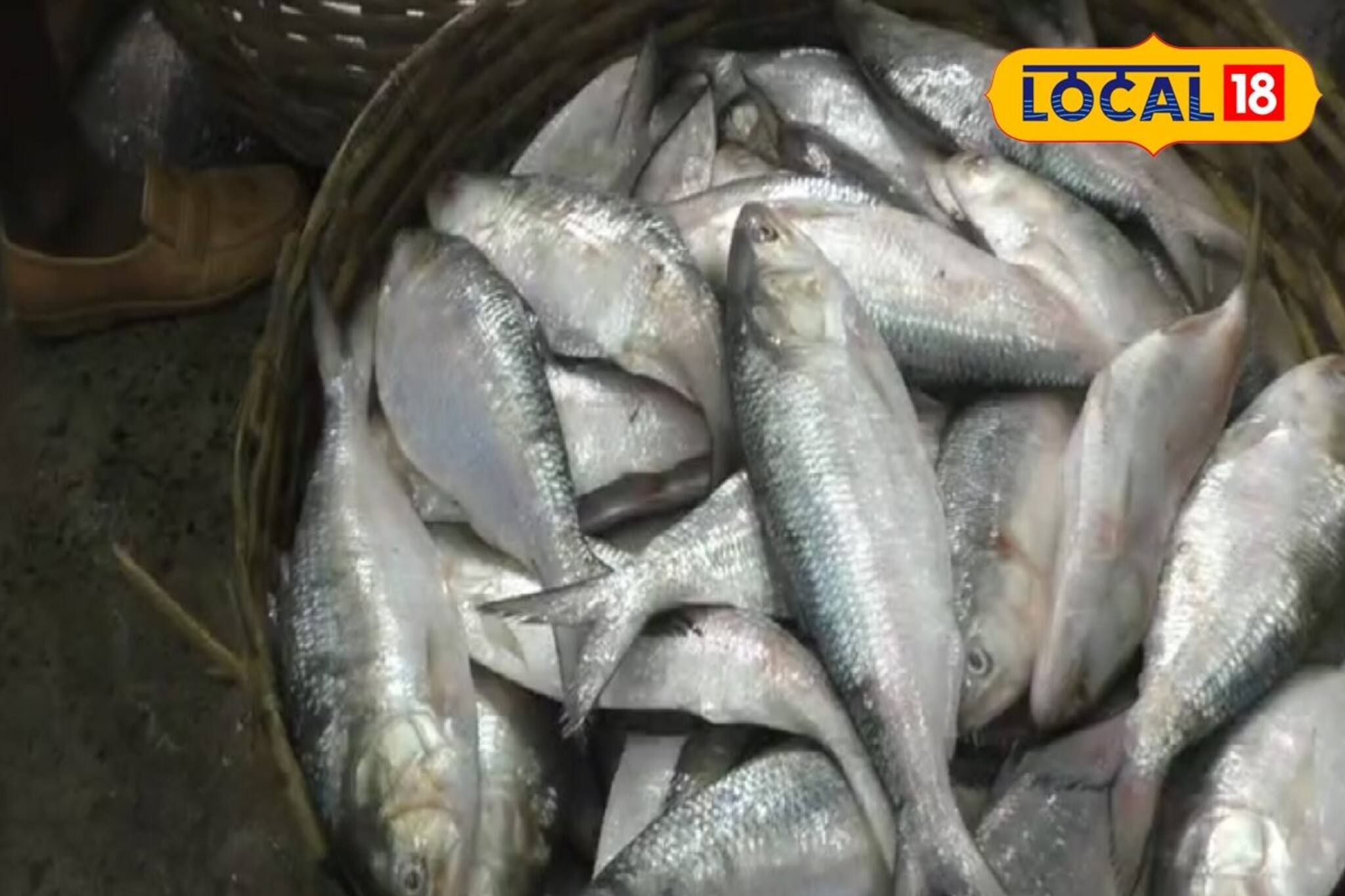 সমুদ্রে বাড়বে ঝাঁকে ঝাঁকে, বাজারে আসবে টন টন! ইলিশ নিয়ে বিরাট নির্দেশ