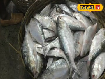 ইলিশ