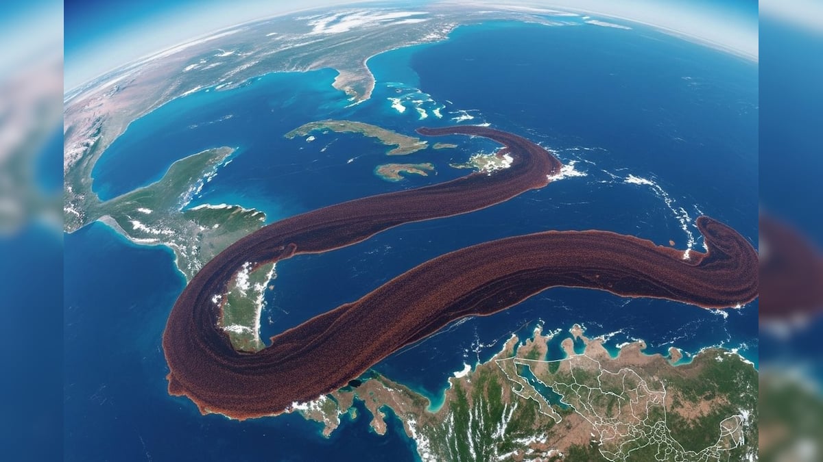 আফ্রিকা থেকে মেক্সিকো পর্যন্ত সমুদ্রে খেলে বেড়াচ্ছে বিরাট ‘বাদামি সাপ’! মহাকাশ থেকেও দেখা যাচ্ছে! কীসের সংকেত? আফ্রিকা থেকে মেক্সিকো পর্যন্ত সমুদ্রে খেলে বেড়াচ্ছে বিরাট ‘বাদামি সাপ’! মহাকাশ থেকেও দেখা যাচ্ছে! কীসের সংকেত?