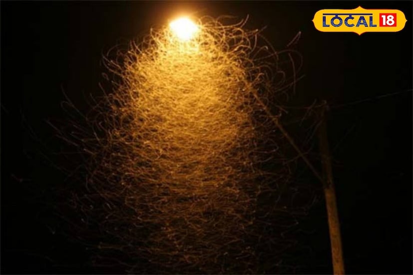 প্রতিদিন সকালে ঘুম থেকে ওঠেই ঘরবাড়ি ঝাড়ু দিন যাতে কোনও পোকামাকড় না থাকে। এরপর লিকুইড এন্টিসেপটিক দিয়ে ঘর মুছে নিন। সহজে পোকামাকড়ের আসবে না। 