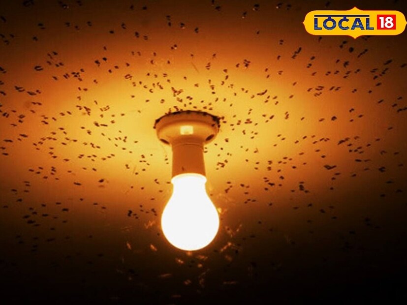 কালীপুজো যেতেই উৎপাত শুরু শ্যামাপোকার। জগদ্ধাত্রী পুজোর আগে সারা বাড়ি জুড়ে তাণ্ডব চলছে তেনাদের। সন্ধ্যাবেলা আলো জ্বালাতেই হাজির হচ্ছে সবুজ পোকার দল। বাড়িঘর চলে যাচ্ছে তাদের দখলে। উপরন্তু কামড়েও নাজেহাল হতে হচ্ছে!