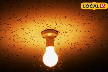 আলো জ্বালালেই ঘরে ঢুকে পড়ছে পোকা? এই সহজ উপায়ে এক সেকেন্ডে পালাবে সব পোকা-মশা!