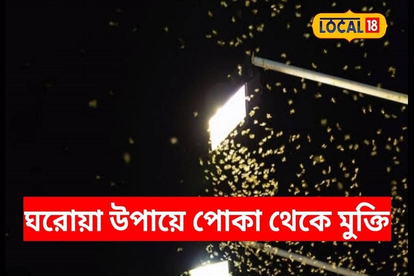 প্রতিবছর অক্টোবর থেকে নভেম্বর মাসে গোটা বাংলা ছেয়ে যায় এই সবুজ পোকায়। আলো দেখলেই তার উপর ঝাঁপিয়ে পড়ে। তার পর পুড়ে মরে দলে দলে। কী ভাবে তাড়াবেন এই শ্যামাপোকা? সহজ কিছু ঘরোয়া টোটকা প্রয়োগ করতে পারেন। যার সাহায্যে এই পোকার উপদ্রব কমানো যায়।