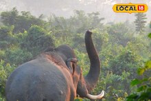 খিদের জ্বালায় মাথার ঠিক নেই ওদের, যখন-তখন হানা গ্রামে! বিপদ রুখতে মাঠে স্পেশাল টিম