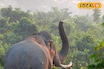 খিদের জ্বালায় মাথার ঠিক নেই ওদের, যখন-তখন হানা গ্রামে! বিপদ রুখতে মাঠে স্পেশাল টিম