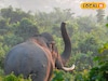 খিদের জ্বালায় মাথার ঠিক নেই ওদের, যখন-তখন হানা গ্রামে! বিপদ রুখতে মাঠে স্পেশাল টিম