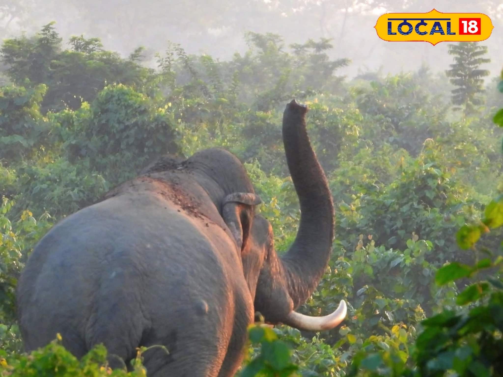 খিদের জ্বালায় মাথার ঠিক নেই ওদের, যখন-তখন হানা গ্রামে! বিপদ রুখতে মাঠে স্পেশাল টিম