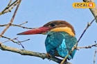 সুন্দরবনে লাফিয়ে লাফিয়ে বাড়ল ৫ প্রজাতির মাছরাঙা! কোনটির কত? জানলে মন ভাল হয়ে যাবে আপনারও