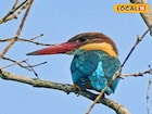 সুন্দরবনে লাফিয়ে লাফিয়ে বাড়ল ৫ প্রজাতির মাছরাঙা! কোনটির কত? জানলে মন ভাল হয়ে যাবে আপনারও