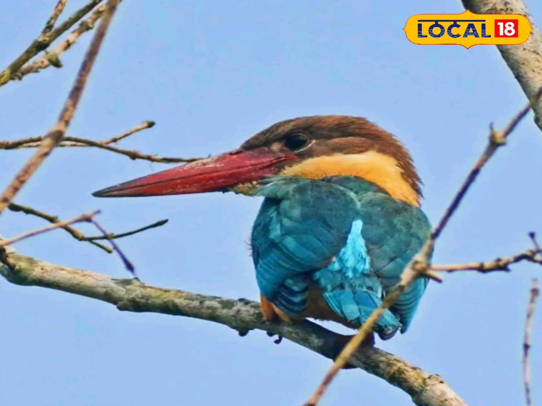 সুন্দরবনে লাফিয়ে লাফিয়ে বাড়ল ৫ প্রজাতির মাছরাঙা! কোনটির কত? জানলে মন ভাল হয়ে যাবে আপনারও