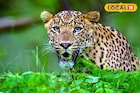 রাস্তার পাশে বেঘোরে পড়েছিল লেপার্ড, ভয় না পেয়ে পর্যটকরা কী করল দেখুন