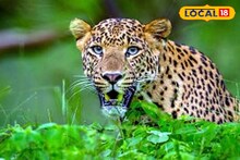 Leopard Accident : রাস্তার পাশে বেঘোরে পড়েছিল কমবয়স্ক লেপার্ড, দেখতে পর্যটকরা যা করলেন, খুশি বন দফতর